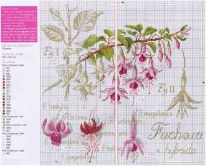fuksia_shema